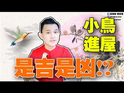 夢見鳥入屋|夢見飛鳥入屋是什麼意思